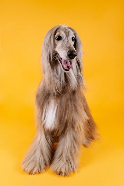 Afghan Hound