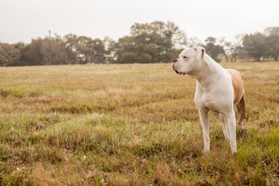 American Bulldog