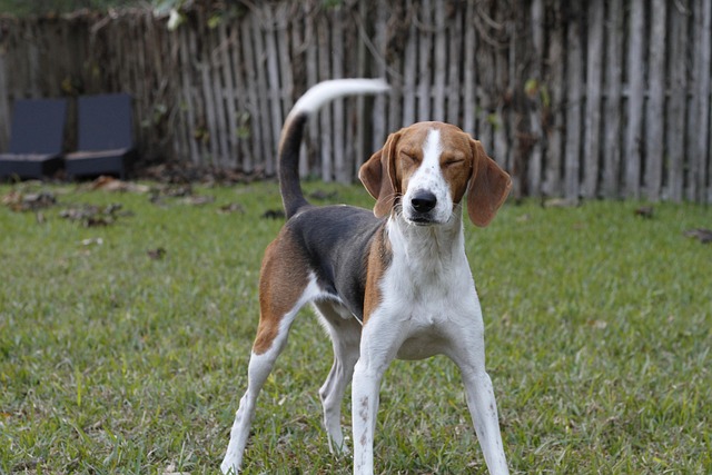 American Foxhound