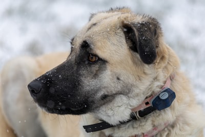Anatolian Shepherd Dog