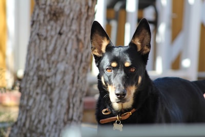 Australian Kelpie