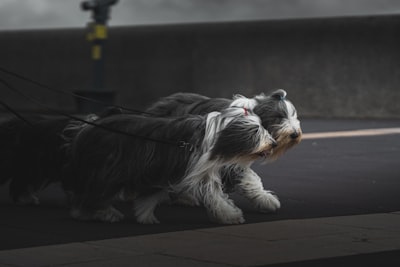 Bearded Collie