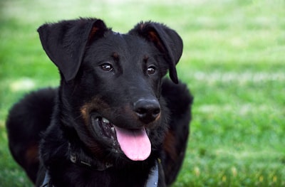 Beauceron