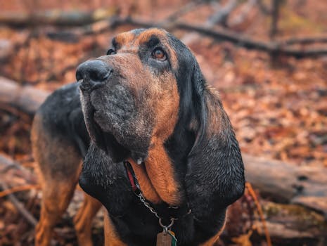 Bloodhound