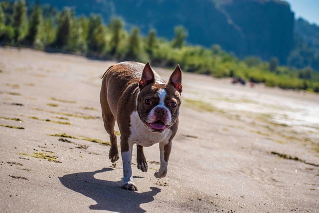 Boston Terrier