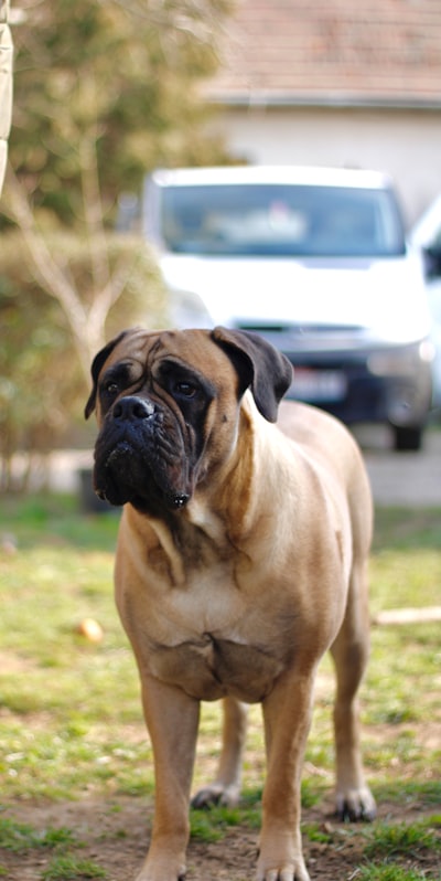 Bullmastiff