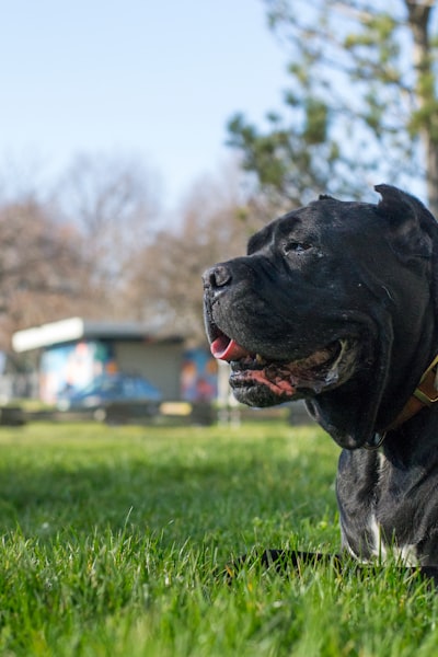 Cane Corso