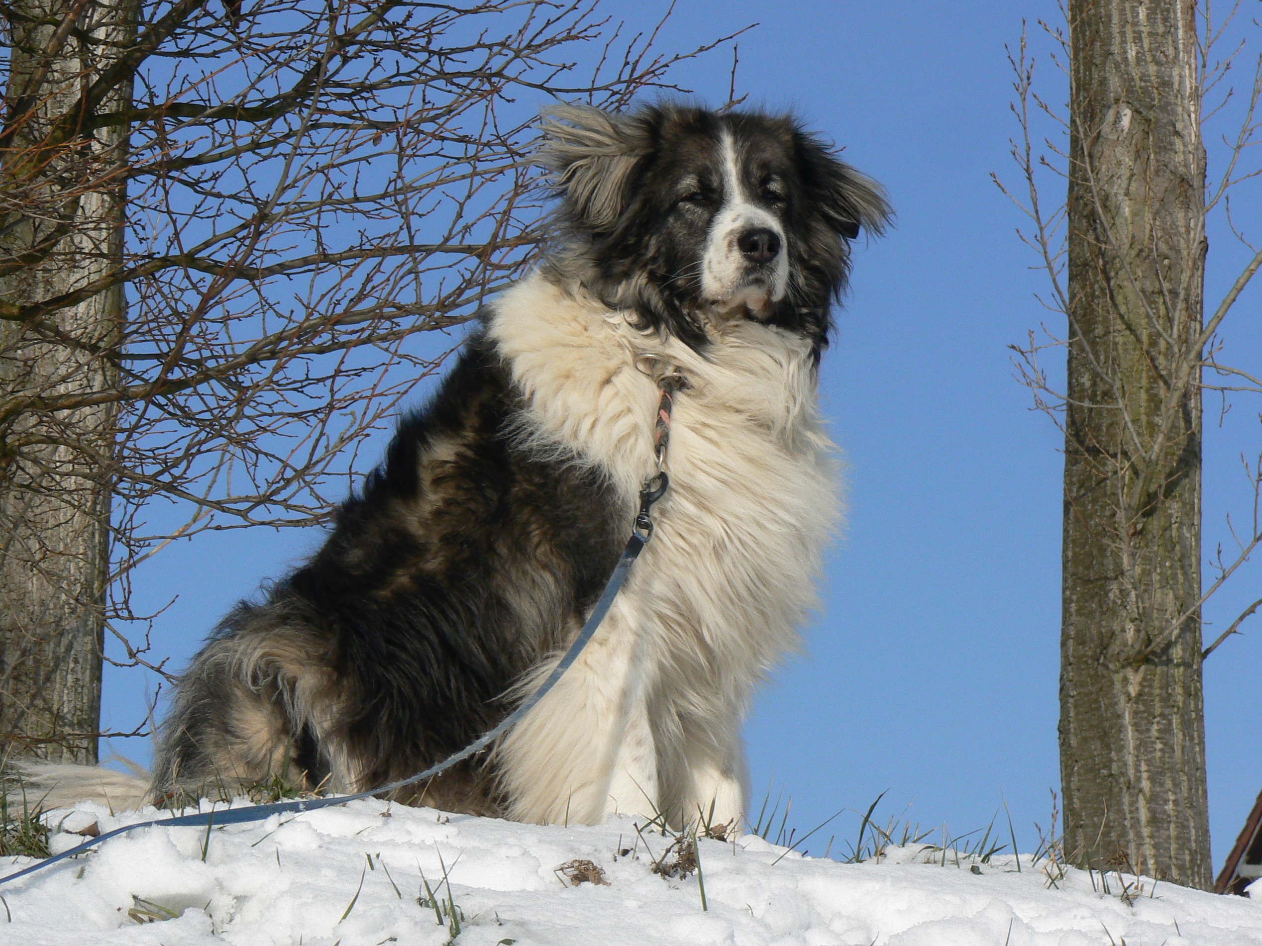 Caucasian Shepherd Dog