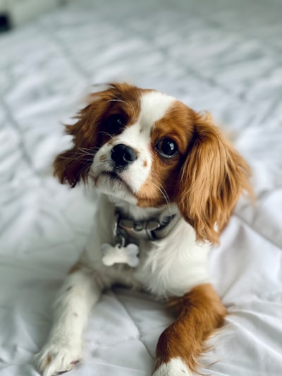 Cavalier King Charles Spaniel