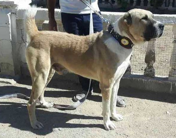 Central Asian Shepherd Dog