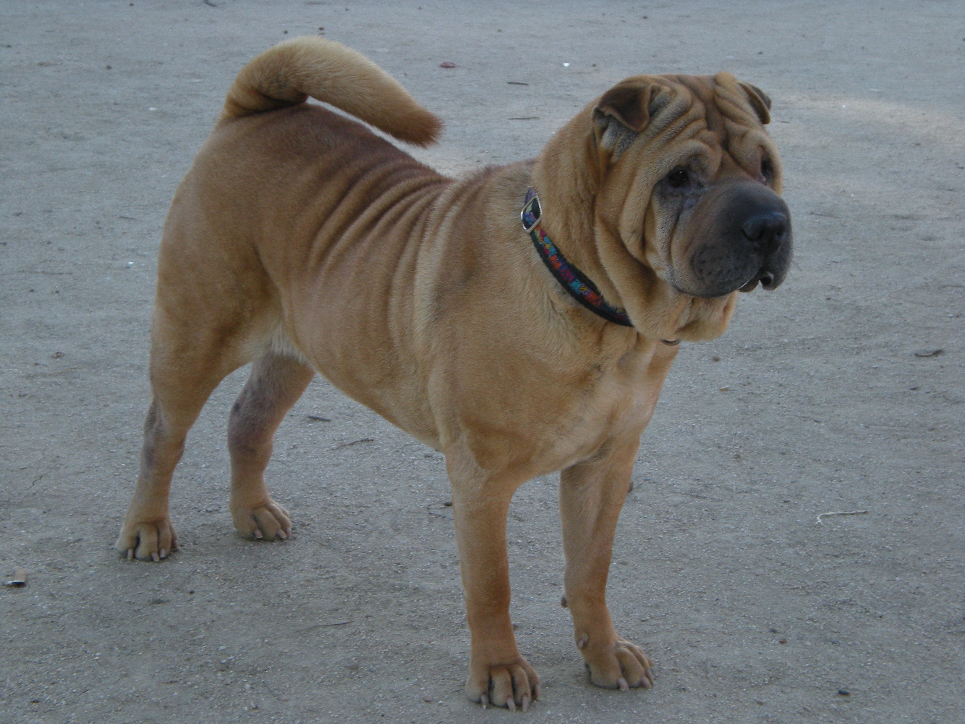Chinese Shar-Pei