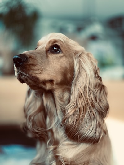 Cocker Spaniel