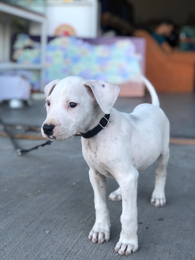 Dogo Argentino