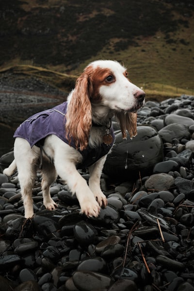 English Cocker Spaniel