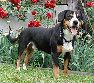 Entlebucher Mountain Dog