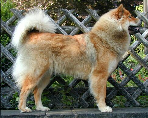 Eurasier
