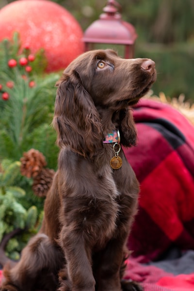 Field Spaniel