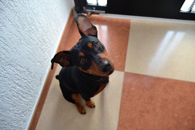 German Pinscher