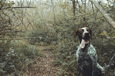 German Shorthaired Pointer