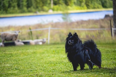 German Spitz