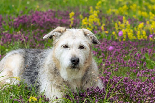 Glen of Imaal Terrier