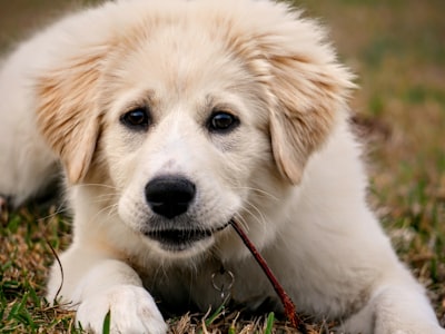 Great Pyrenees