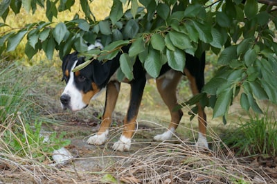 Greater Swiss Mountain Dog