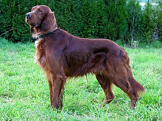 Irish Setter