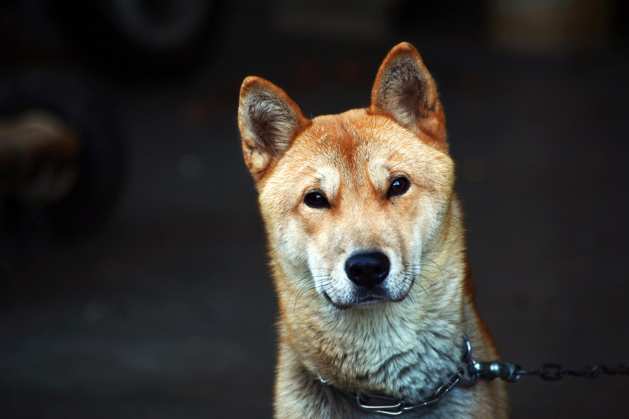 Jindo