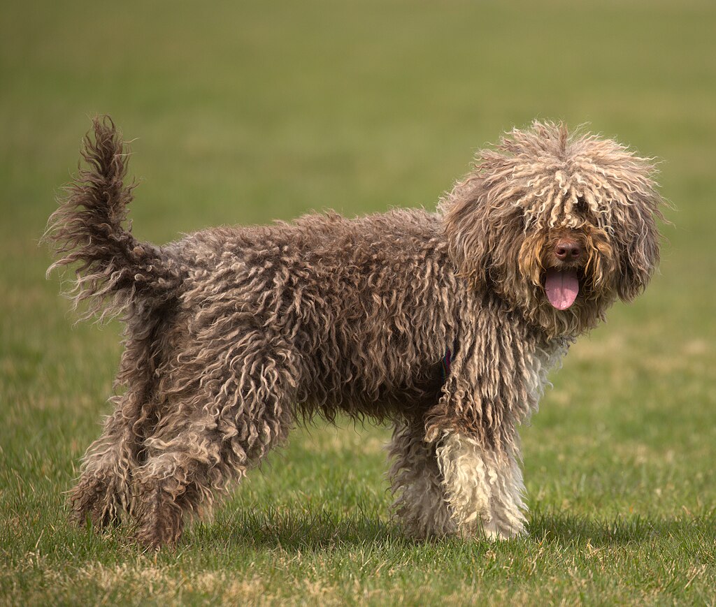 Lagotto Romagnolo