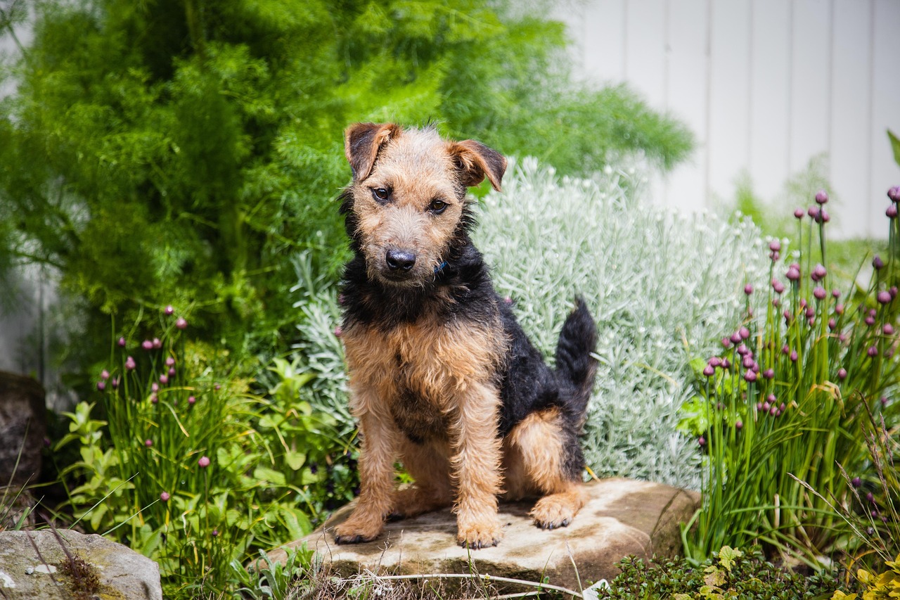 Lakeland Terrier