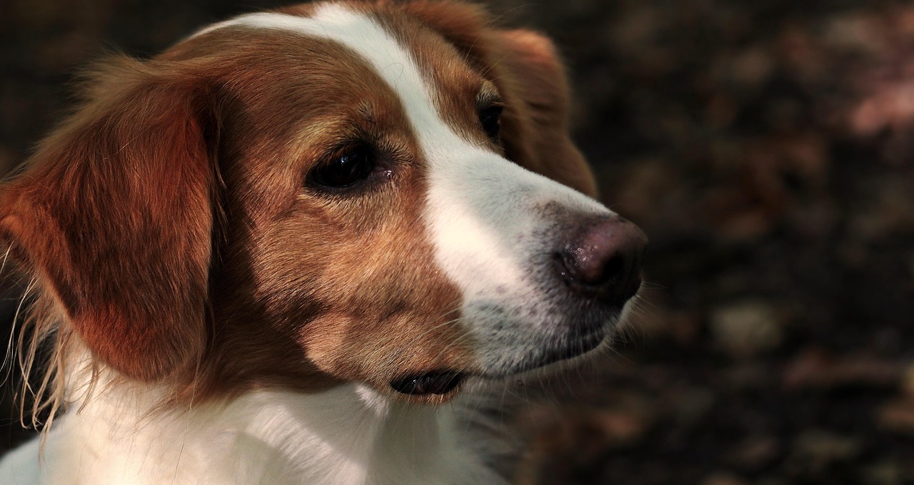 Nederlandse Kooikerhondje