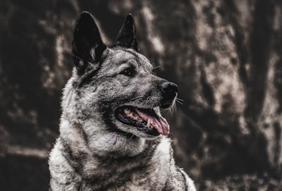 Norwegian Elkhound