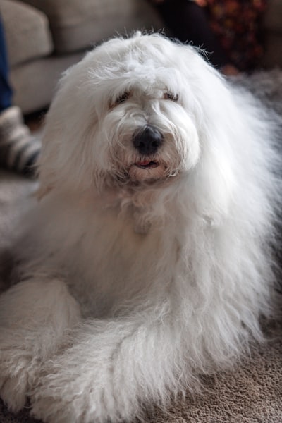 Old English Sheepdog