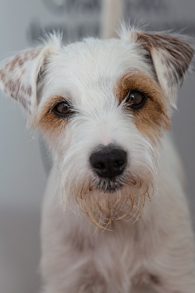 Parson Russell Terrier