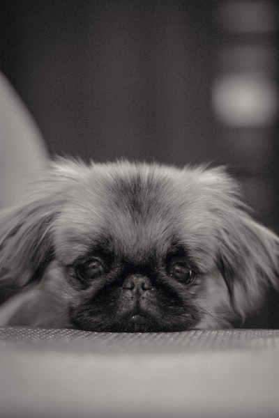 Pekingese