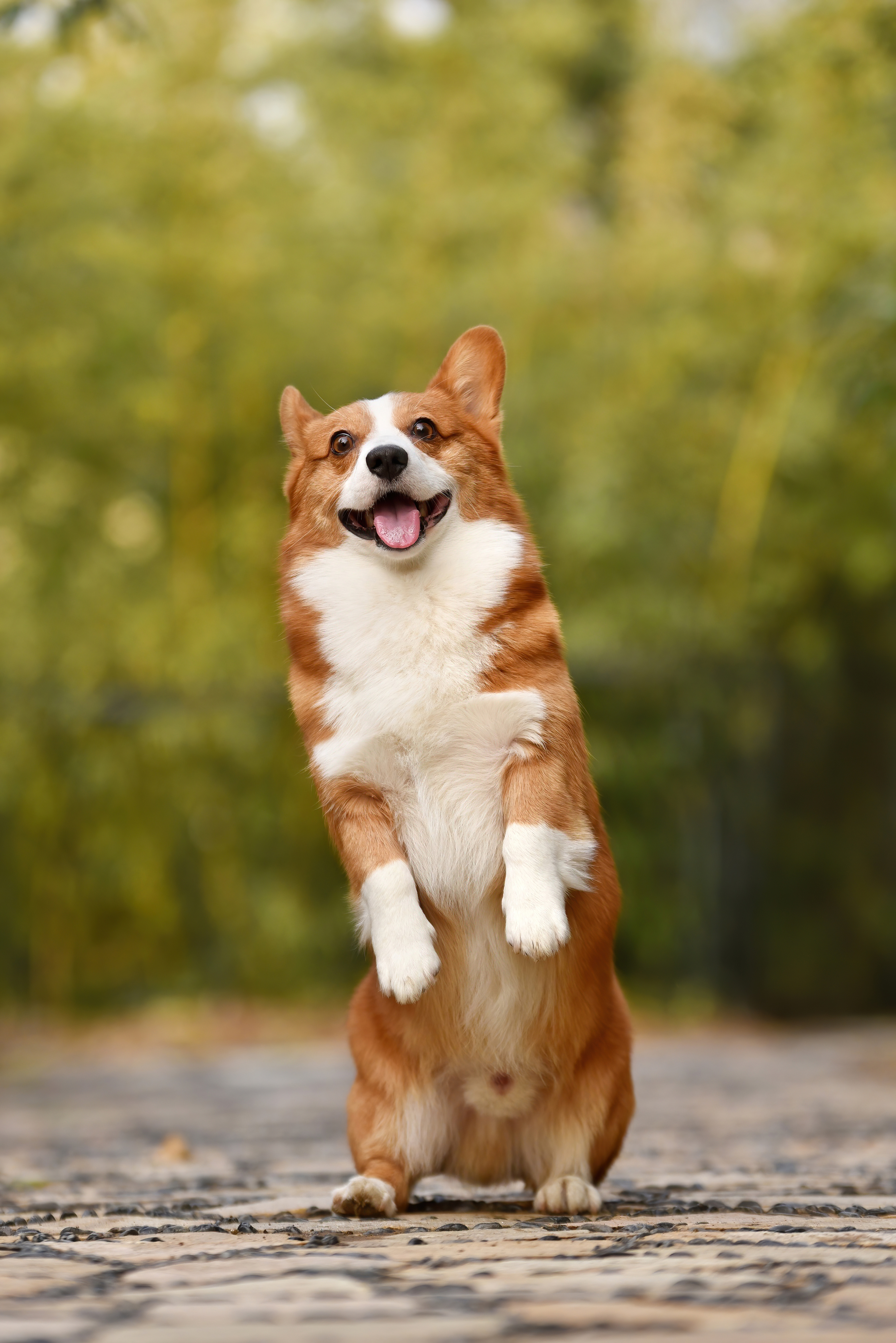 Pembroke Welsh Corgi