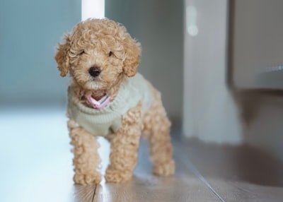 Poodle (Miniature)