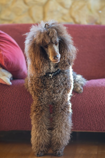 Poodle (Standard)