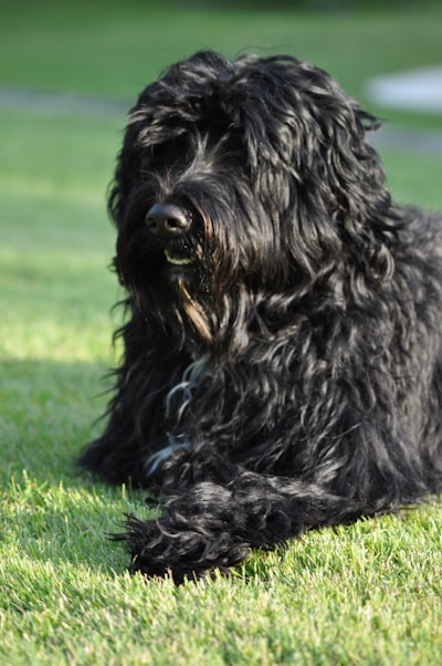 Portuguese Water Dog