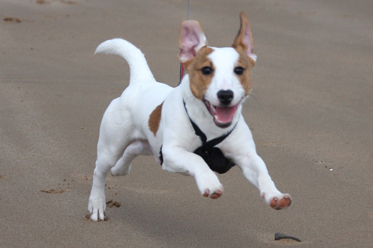 Russell Terrier