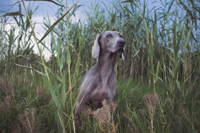 Slovakian Wirehaired Pointer