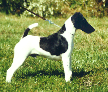 Smooth Fox Terrier