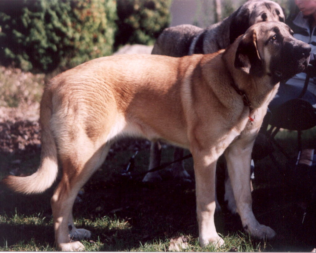 Spanish Mastiff