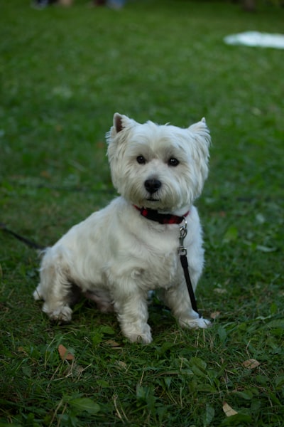 West Highland White Terrier