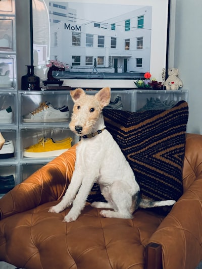 Wire Fox Terrier