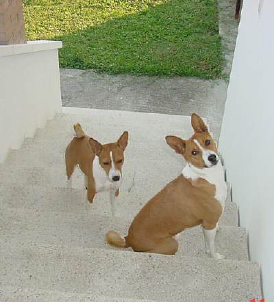 Basenji