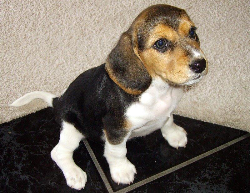 Beagle