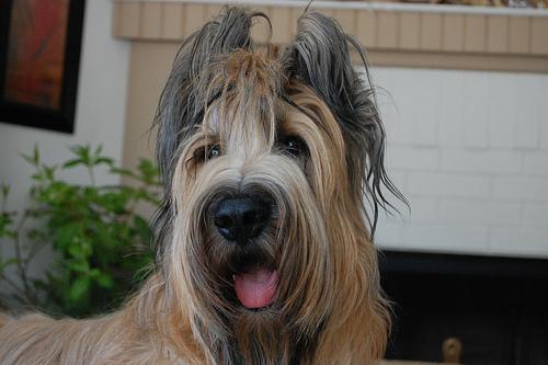 Briard