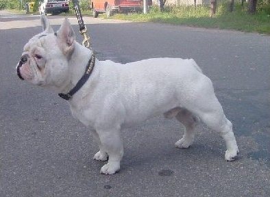 Bulldog